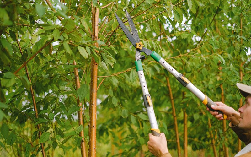 Tree trimming in Shamrock, OK