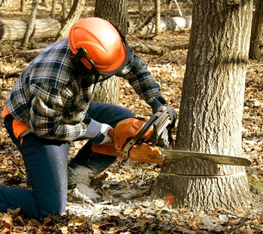 Tree Removal in Shamrock, OK